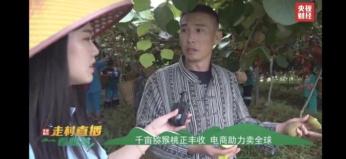 猕猴桃化身“金果果” 央视直播走进十八洞村