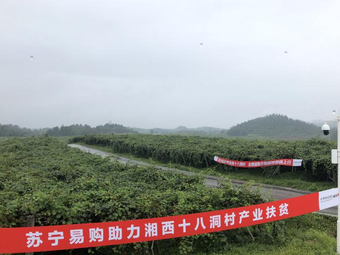 猕猴桃化身“金果果” 央视直播走进十八洞村