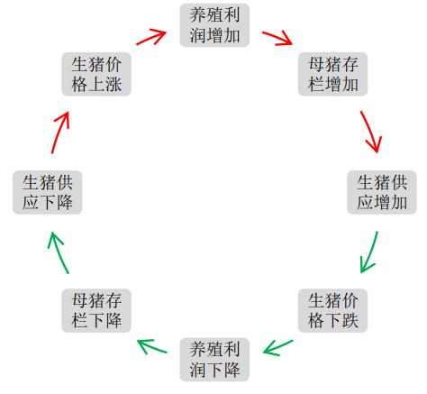 13岁的“猪坚强”：周期与轮回