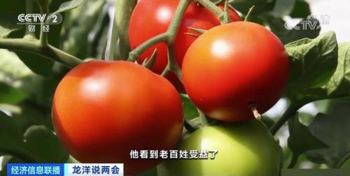 中国粮，用中国种！