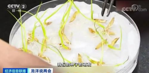 中国粮，用中国种！