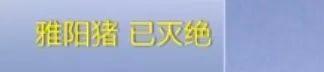 8个品种本土种猪灭绝！我们餐桌多为“外来猪”？！本土“二师兄”去哪了？