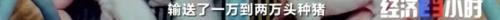 8个品种本土种猪灭绝！我们餐桌多为“外来猪”？！本土“二师兄”去哪了？