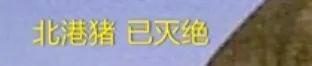 8个品种本土种猪灭绝！我们餐桌多为“外来猪”？！本土“二师兄”去哪了？