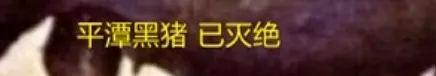 8个品种本土种猪灭绝！我们餐桌多为“外来猪”？！本土“二师兄”去哪了？