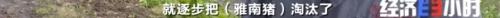 8个品种本土种猪灭绝！我们餐桌多为“外来猪”？！本土“二师兄”去哪了？