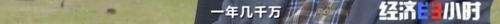 8个品种本土种猪灭绝！我们餐桌多为“外来猪”？！本土“二师兄”去哪了？